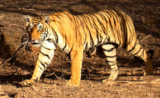 Men or Beasts? The animals of MMA!